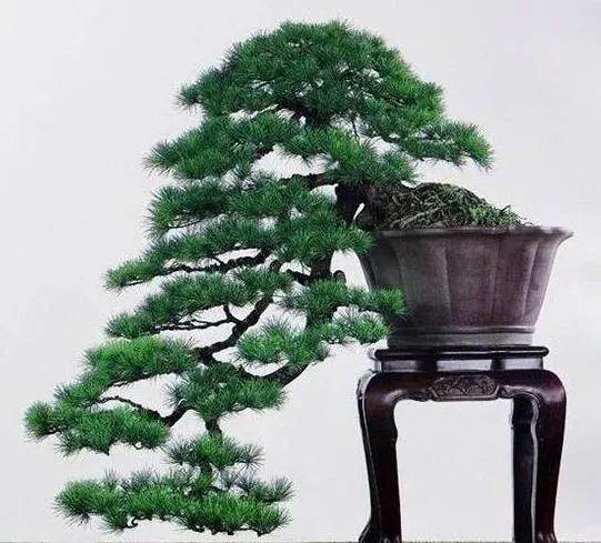 悬崖式盆景的特点一个是在根部