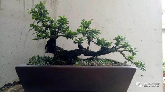 如何通过修剪让盆景焕然一新?