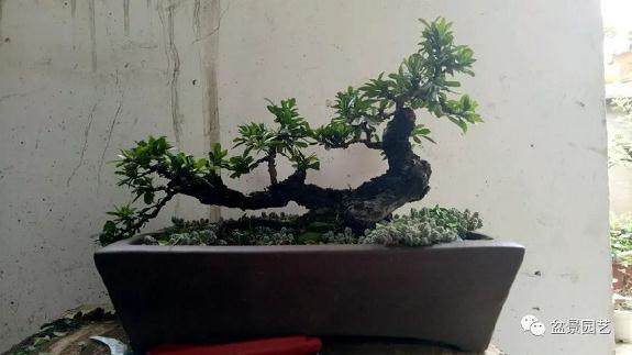 如何通过修剪让盆景焕然一新?