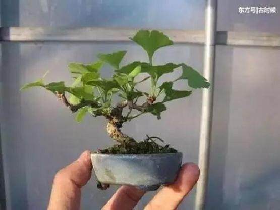 银杏树如何矮化用来做盆景？