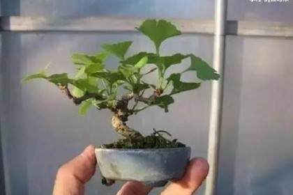 银杏树如何矮化用来做盆景？