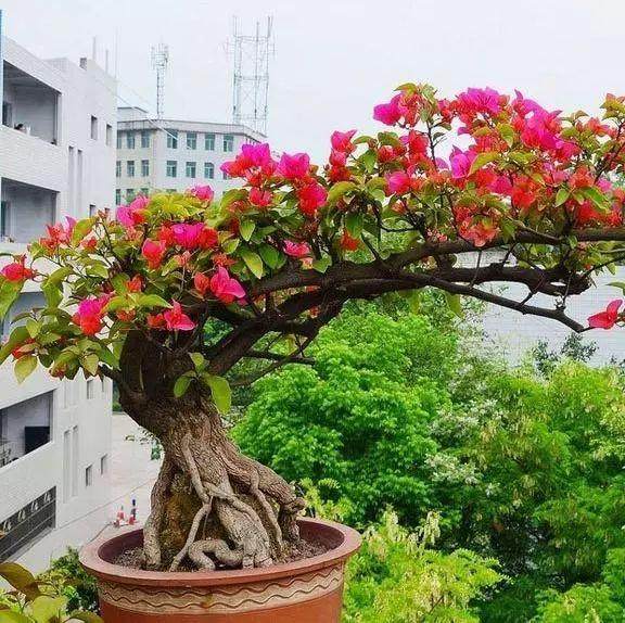 制作提根式盆景的4种方法