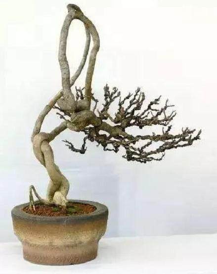 制作提根式盆景的4种方法
