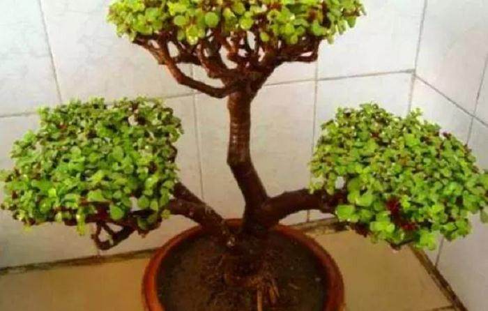 学会3个小套路 可将马齿苋树成老桩盆景?