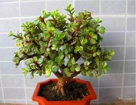 学会3个小套路 可将马齿苋树成老桩盆景?