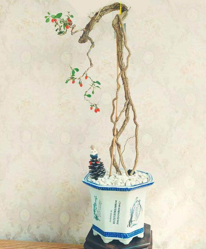 该怎么培养文人枸杞盆景？