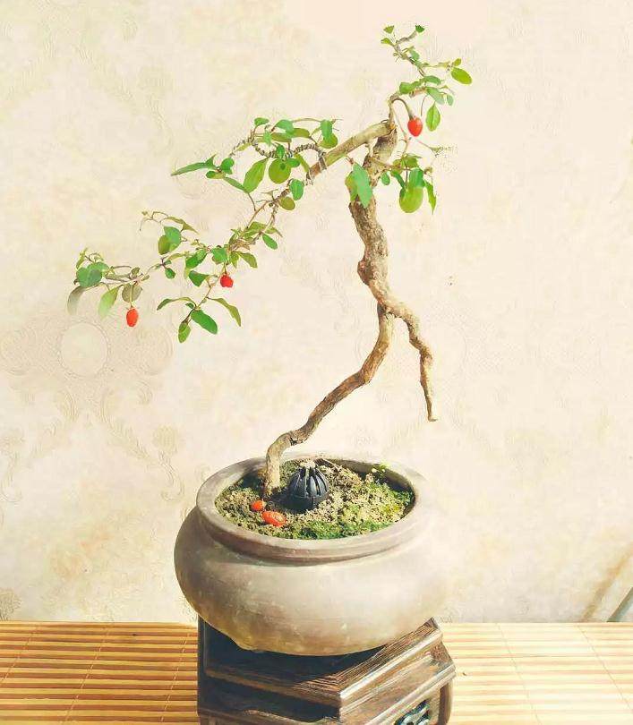 该怎么培养文人枸杞盆景？