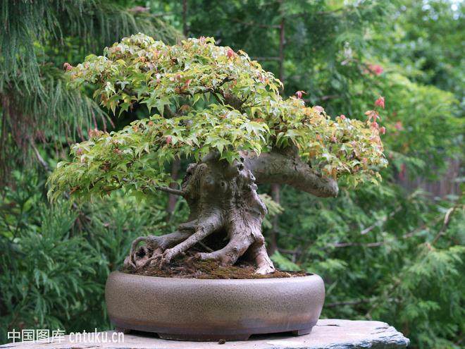 在之前的帖子中 我们谈到了捏回日本枫树盆景