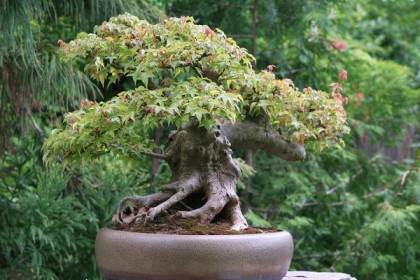 在之前的帖子中 我们谈到了捏回日本枫树盆景