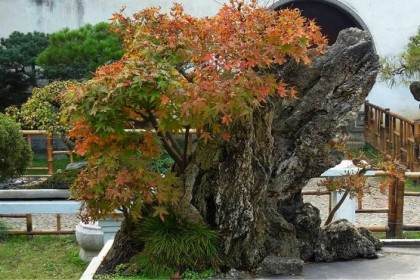 第一次给盆景浇水时 根据盆景的大小和深度决定