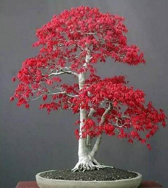 我们谈论下盆景土壤混合物