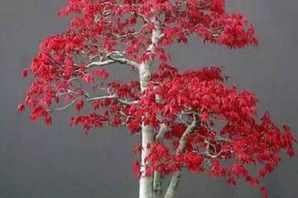 我们谈论下盆景土壤混合物