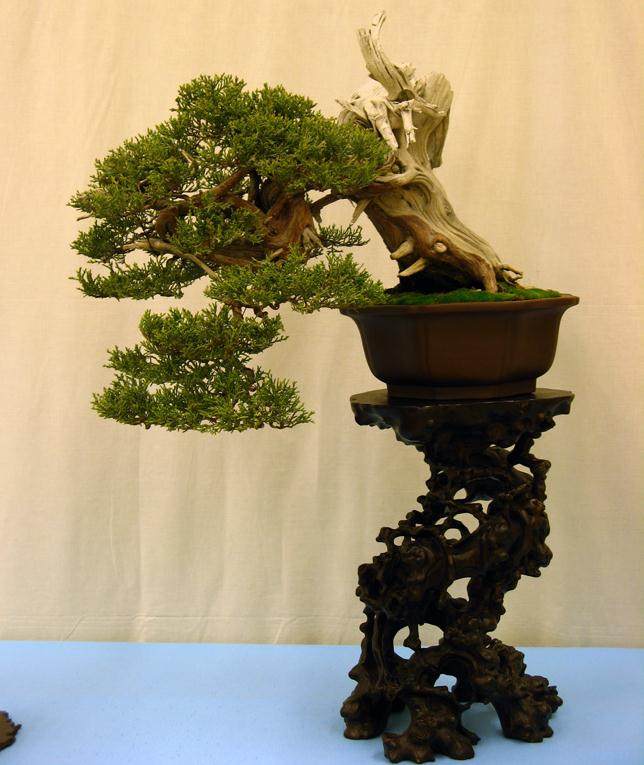 2009年 湾岛盆景展中的杜松盆景