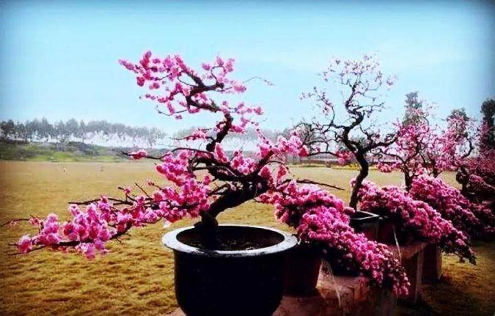 制作梅花盆景的5个步骤