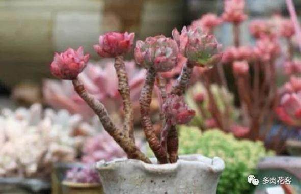 多肉老桩的养成少则1-2年 多的话需要3-5年