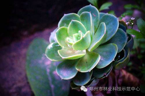 多肉植物在七月的管理方法!