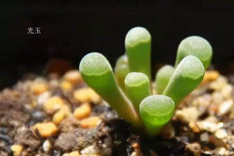 多肉植物出现枯叶 如何避免死亡 图片