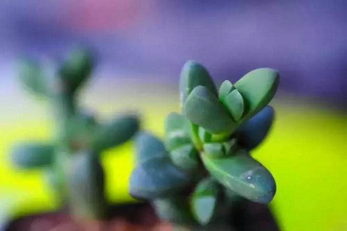 多肉植物出现枯叶 如何避免死亡?