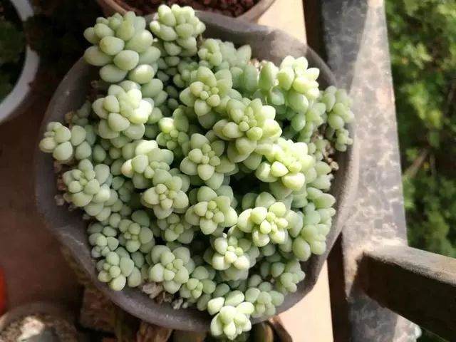 多肉年年爆盆的5个秘诀