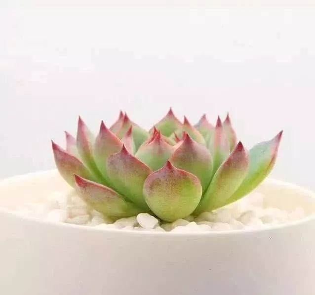 多肉搬家室内养护解决了保暖的问题