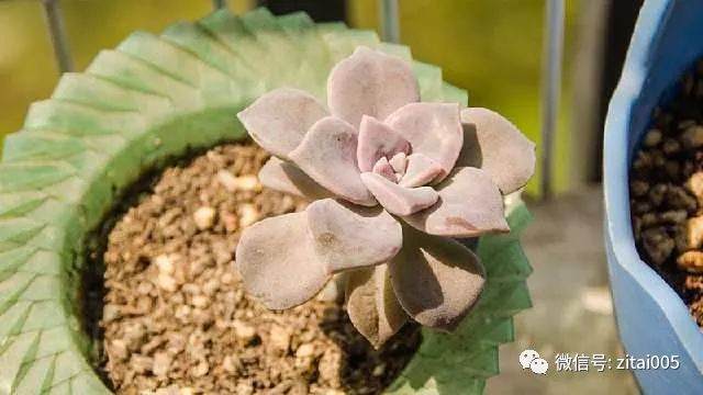 多肉植物这样摆放 省功夫还养出好状态?