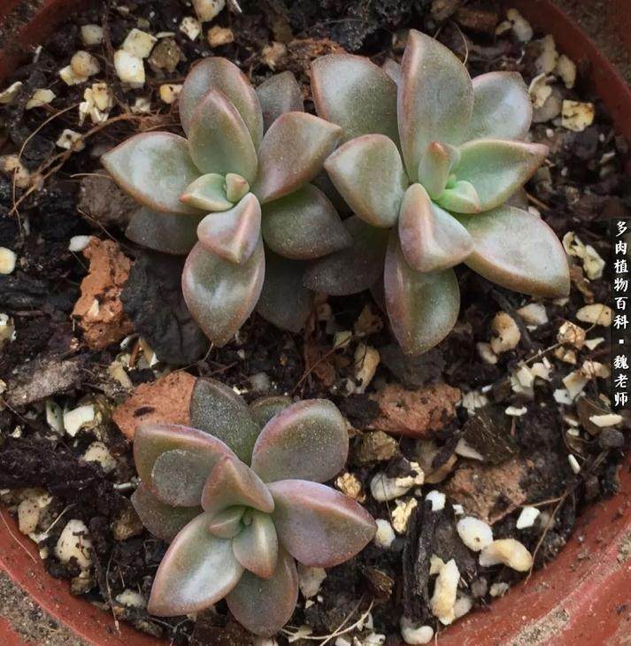 养肉三年 还是多肉对比图最励志!