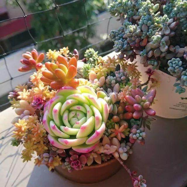 多肉生长缓慢怎么办?