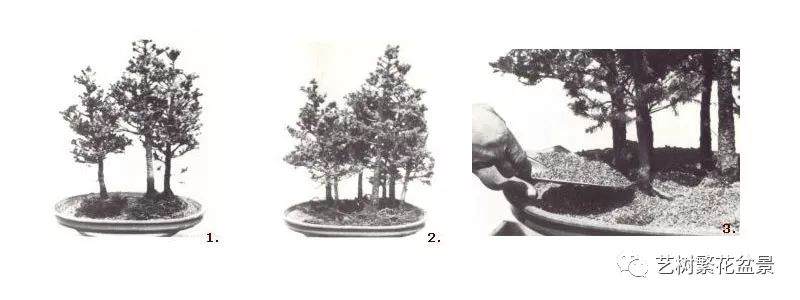 制造丛林盆景的6个步骤
