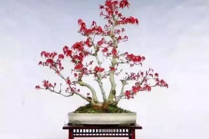 第二届世界盆景艺术创作大会