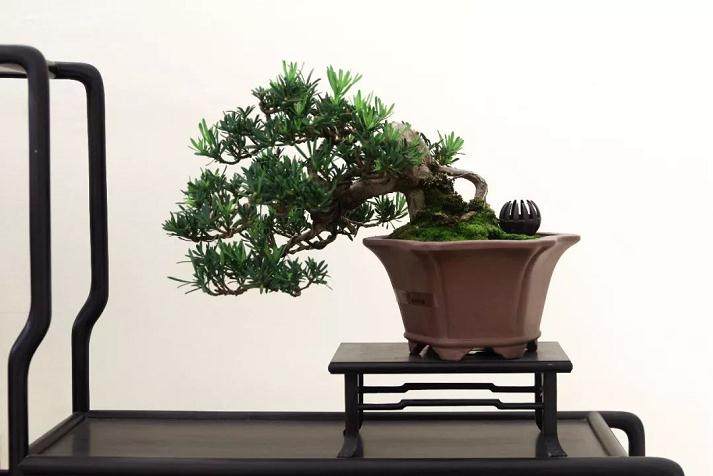 如皋小微盆景展纪实 一