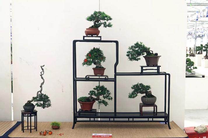 走马观花 | 如皋小微盆景展纪实(一)