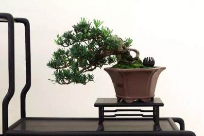 如皋小微盆景展纪实 一