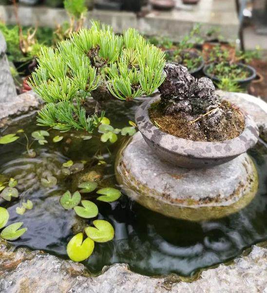 在给树桩盆景施肥时要注意以下6点