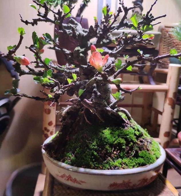 盆景浇水时要注意的6个事项