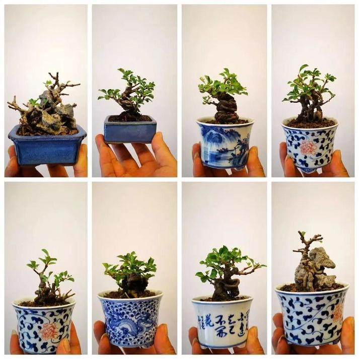 盆景上盆或换盆 要注意这5点