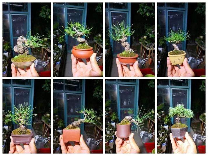 如何做好盆景的修剪与施肥？