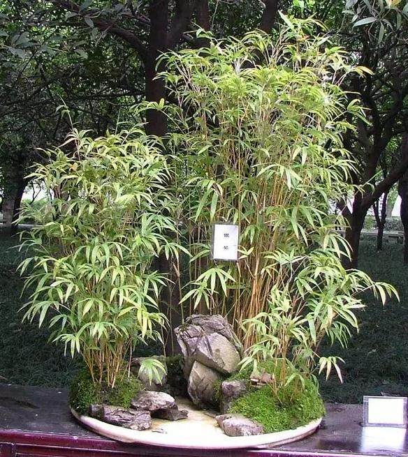 如何做好盆景的遮阴与防寒？