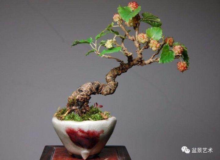 桑树盆景在每年的春季要进行一次的修剪