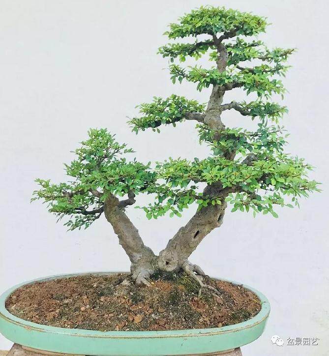 如何修剪双干式榆树盆景?