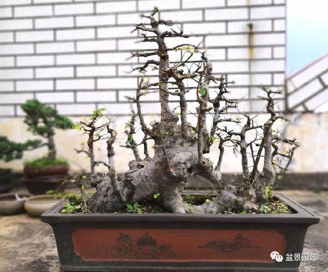 如何用修剪制作丛林式榆树盆景？