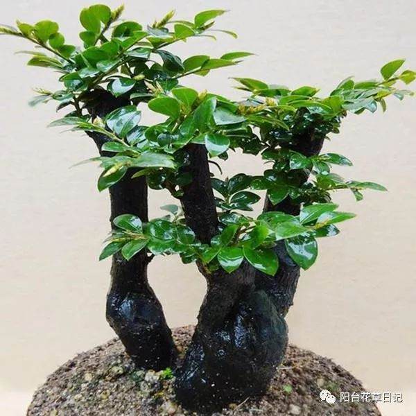 这种普通的盆景植物 常被冒充小叶紫檀盆景