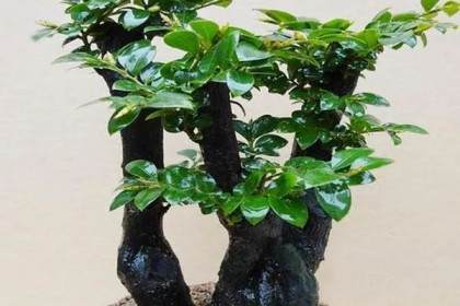这种普通的盆景植物 常被冒充小叶紫檀盆景