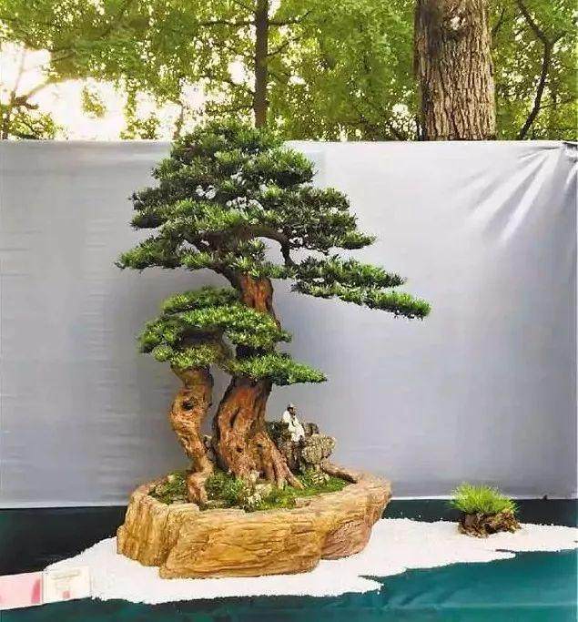 揭开城市花博会盆景花艺展的神秘面纱