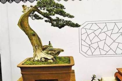 揭开城市花博会盆景花艺展的神秘面纱