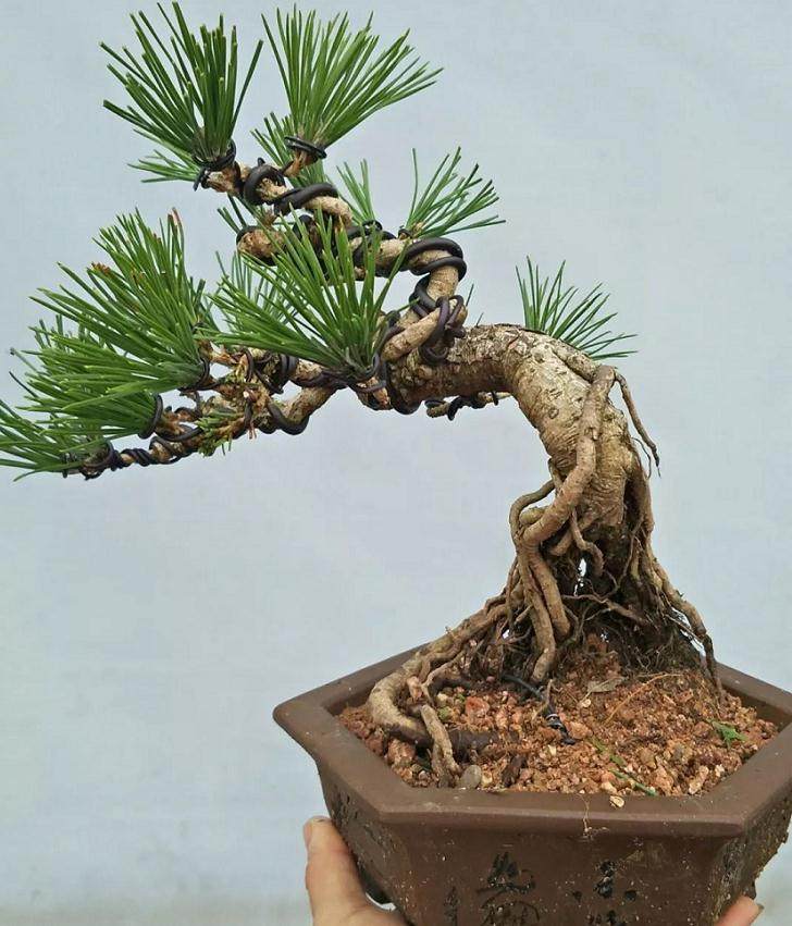 制作小品盆景应掌握的4个方法