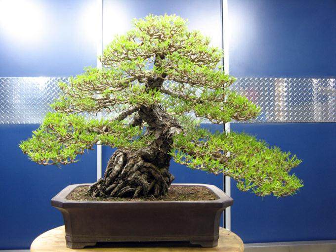 图片欣赏 两棵进口的黑松盆景