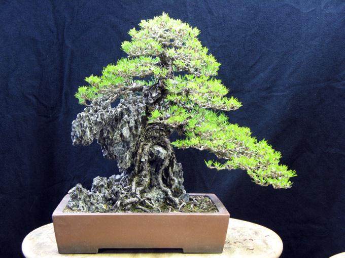 图片欣赏 两棵进口的黑松盆景