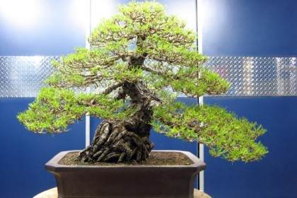 图片欣赏 两棵进口的黑松盆景