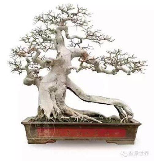 在日本学习盆景的西方人不仅仅是获得技能