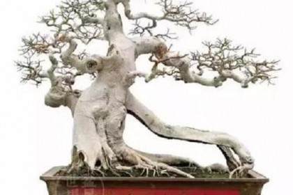 在日本学习盆景的西方人不仅仅是获得技能